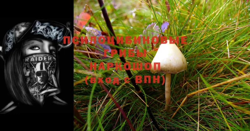 mega вход  Бакал  Галлюциногенные грибы Cubensis  где продают  